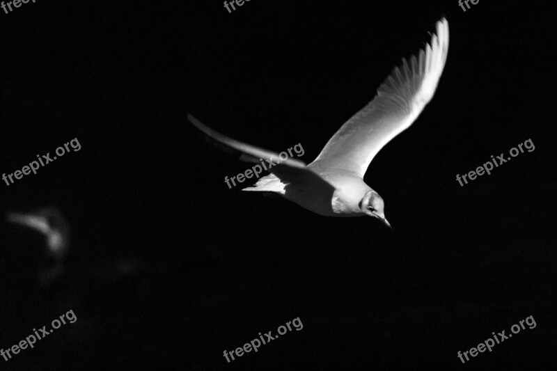 Birds Flight Night Seagull Freedom