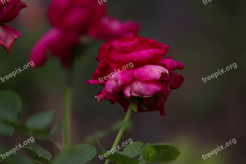 Rose Flower Rose Flower Romance Romantic