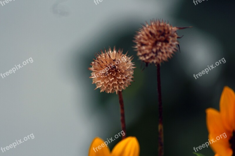 Flowers Dead Lowers Yellow Dead Hierarchy