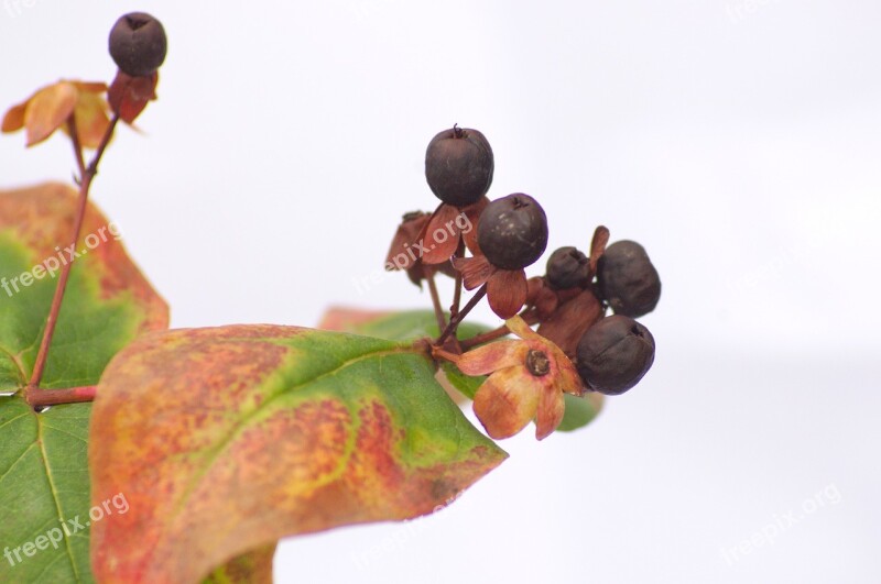 Hypericum Berries Leaf Nature Leaves