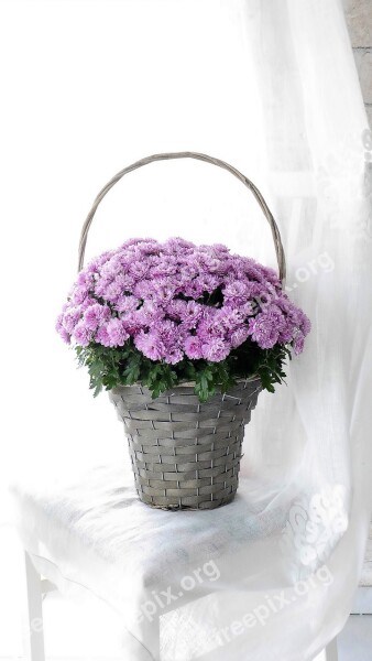 Flower Basket Autumn Flowers Asters Floral Decorations Decoration