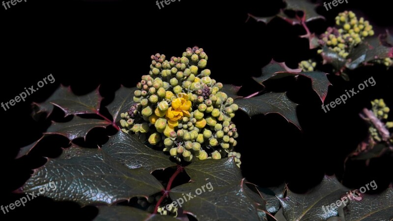 Mahogany Mahonia Aquifolium Golden Yellow Blossom Bloom