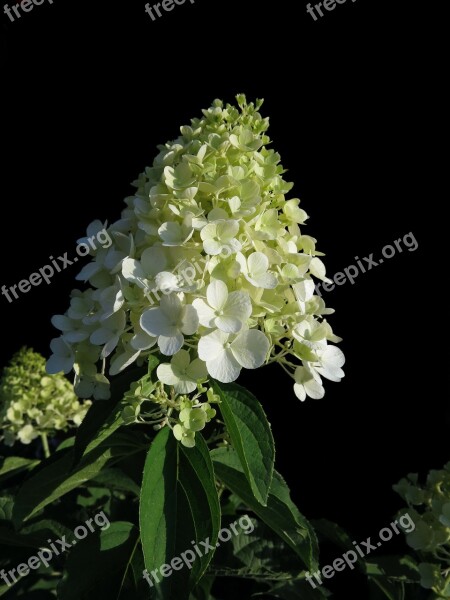 Panicle Hydrangea Cream-white Panicles Hydrangea Paniculata Vanilla Fraise Flowering Shrub