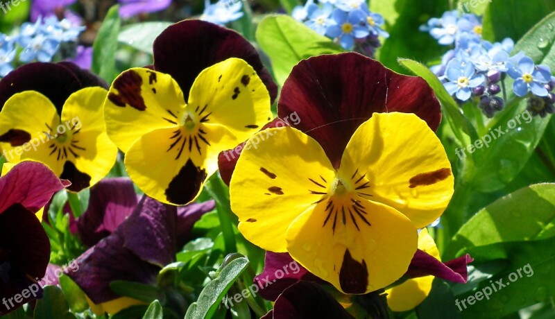 Pansies Flowers Spring Garden Nature