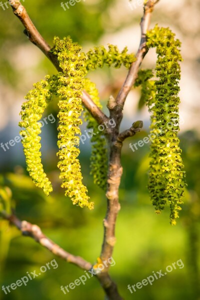 Bud Spring Shrub Sun Hell Bright