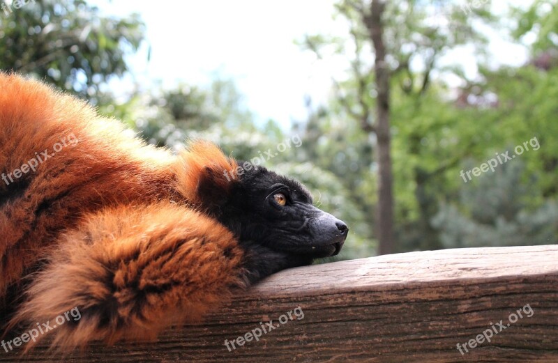 Red Ruffed Lemur Rode Vari Mammal Portrait Animal