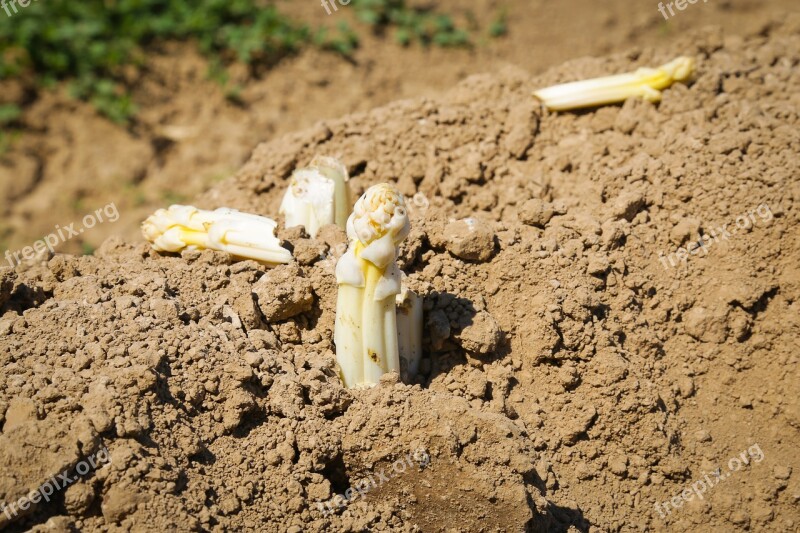 Asparagus Vegetables Asparagus Time Green Asparagus Asparagus Field