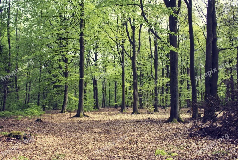 Nature Tree Landscape Leaf Season