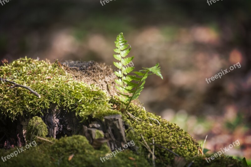 Nature Plant Leaf Tree At The Court Of