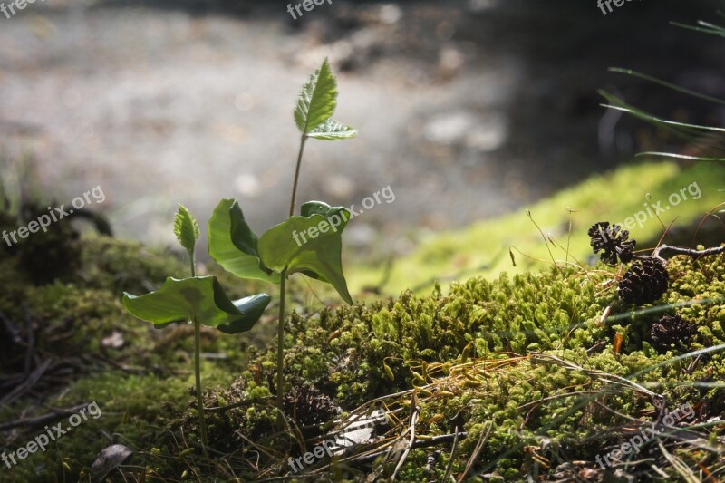 Nature Leaf At The Court Of Plant Beech