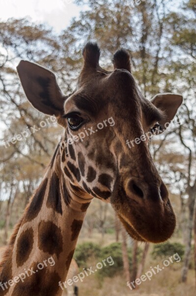 Giraffe Africa Nature Wildlife Mammal