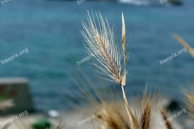 Nature Summer At The Court Of The Sun Wheat