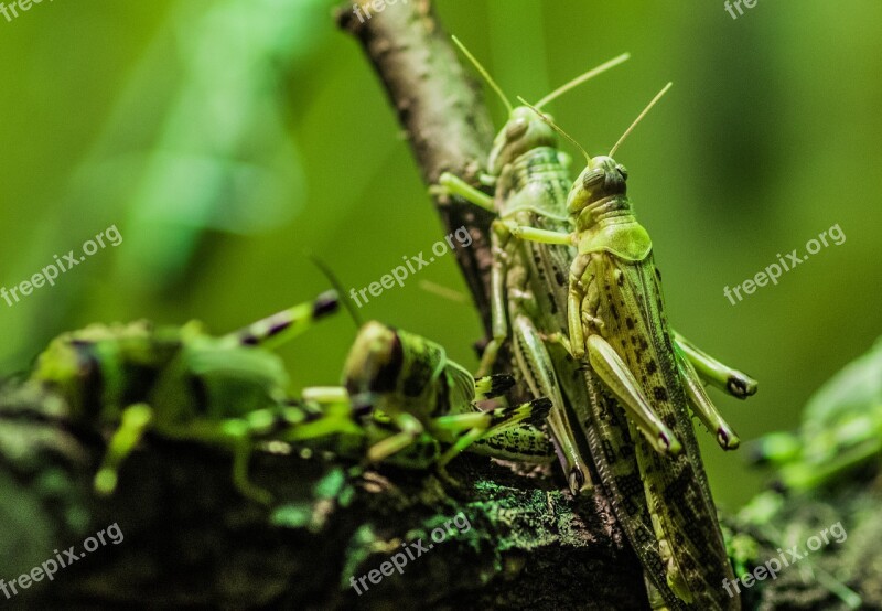 Locusts Insects Herd Green Grasshopper