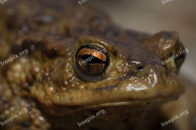 Toad Common Toad Animal Nature Amphibians