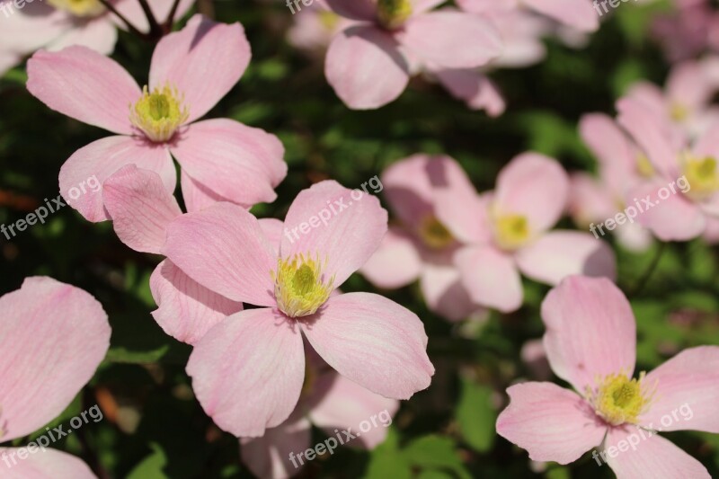 Flower Pink Flowers Clematis Close Up