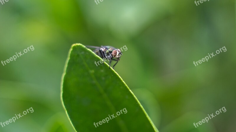 Fly Insect Macro Pest Annoying