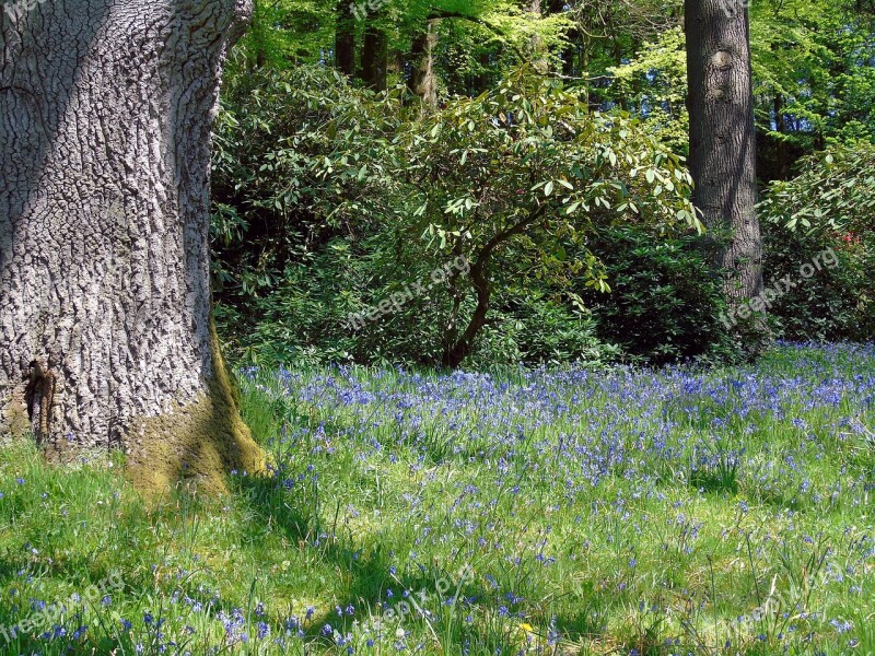 Bluebell Bluebells Wood Flower Blue