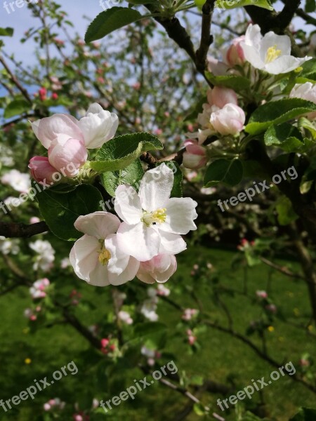 Spring Apple Tree Apple Blossoms Bloom Blooming Apple Tree