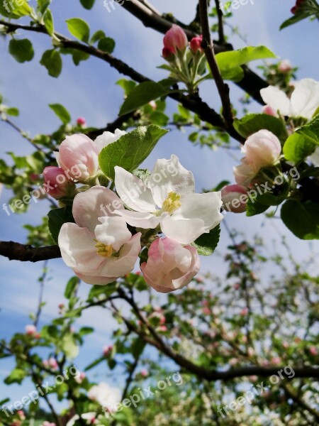 Spring Apple Tree Bloom Branch Apple Flower