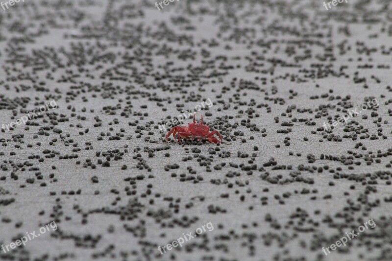 Beach Crab Sand Red Photography