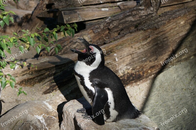 Penguin Zoo Animal World Nature Animal