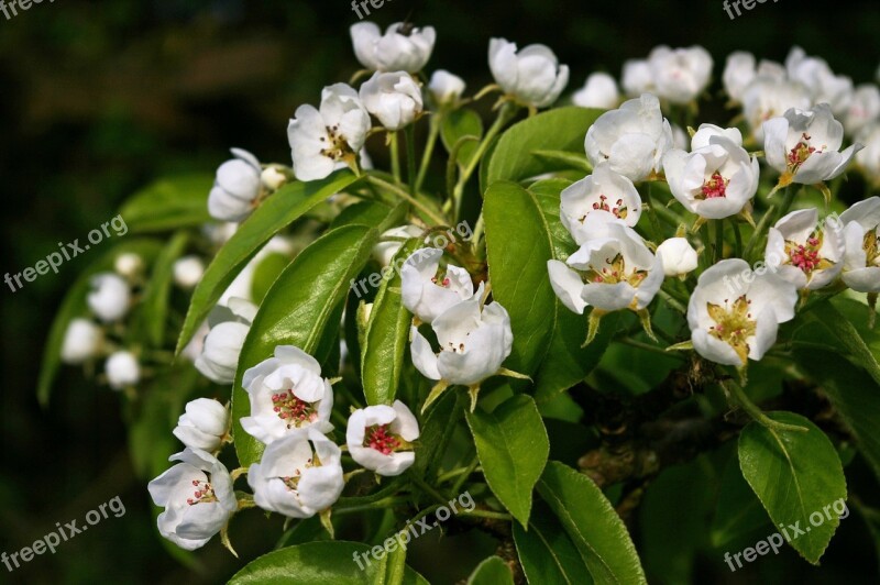 Flowers Pears Pear Fruit Fruits