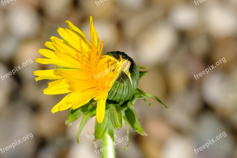 Dandelion Common Dandelion Taraxacum Ruderalia Composites Asteraceae