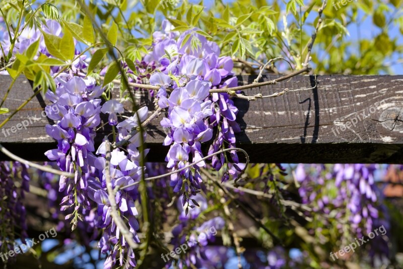 Blue Rain Wisteria Glycine Glycinie Fabaceae