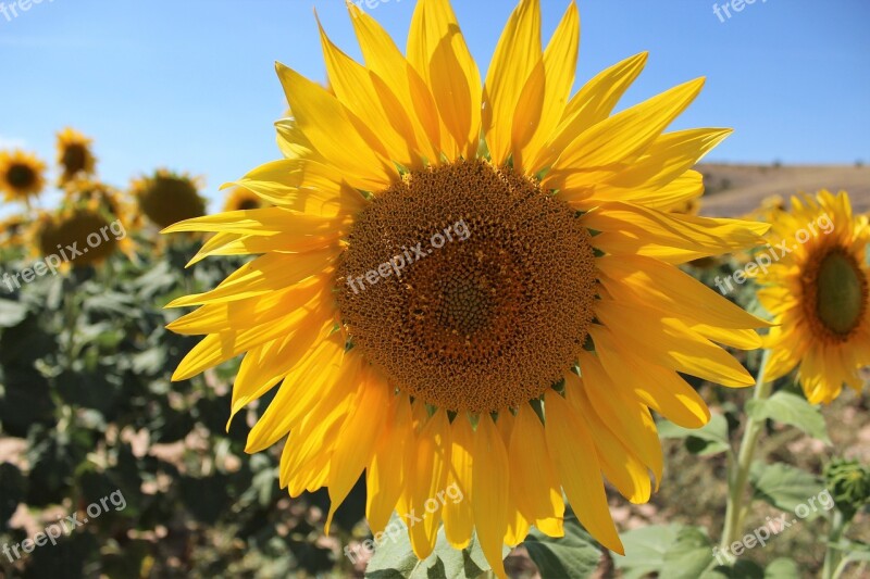 Nature Plant Flower Summer Helianthus