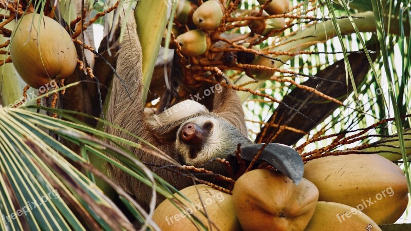 Sloth Costa Rica Tree Nature Fruit