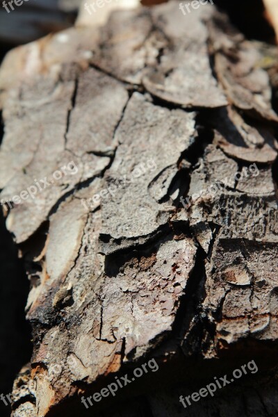 Bark Bark Chestnut Horse Chestnut Tree Trunk Free Photos