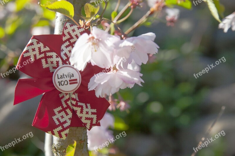 Nature Flower Outdoors Flora Tree