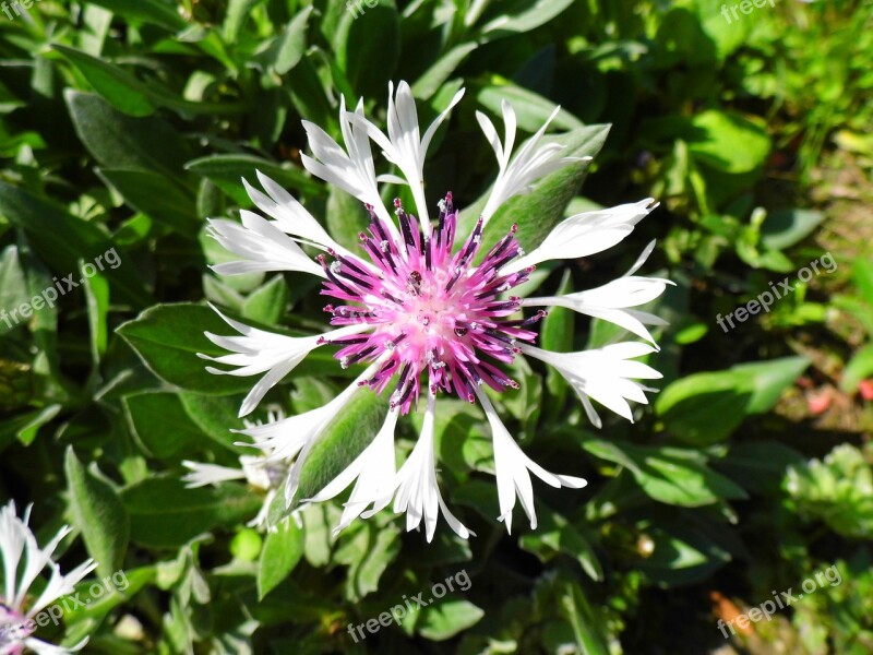 Cornflower Flower Free Photos