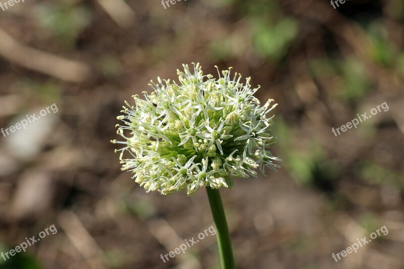 Decorative Garlic Flowering Spring Garden May