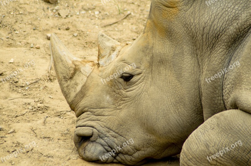 Rhino Rhinoceros Animal Nature Mammal