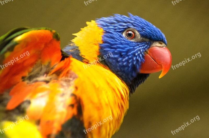 Bird Nature Wildlife Color Animal