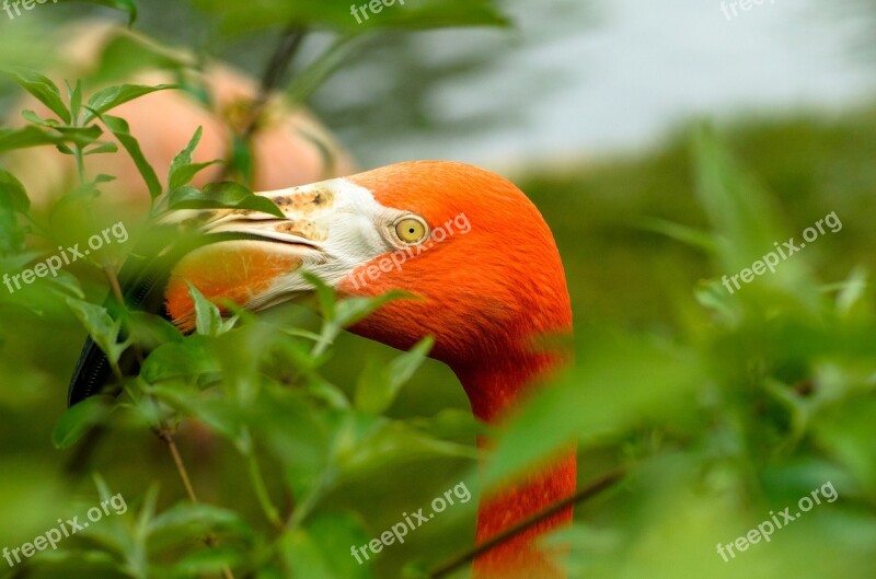 Nature Leaf Closeup Tropical Bird