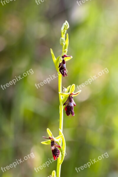 Orchid Fly Orchid Flower Blossom Bloom