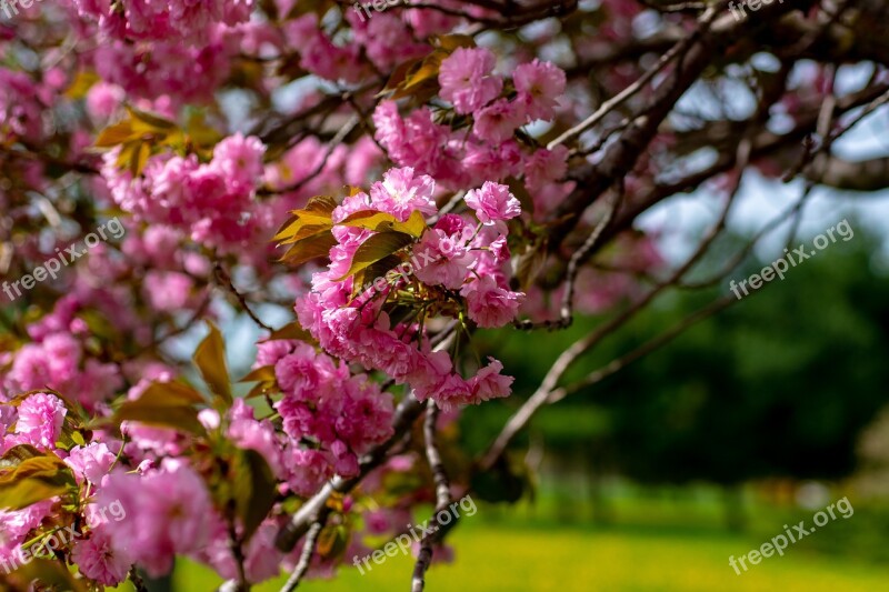 Tree Flower Nature Branch Flora