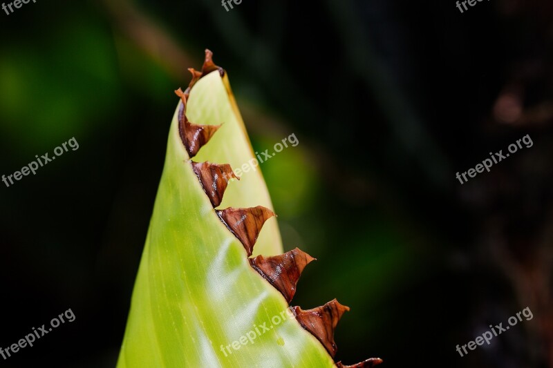 Leaf Nature Plant Growth Summer