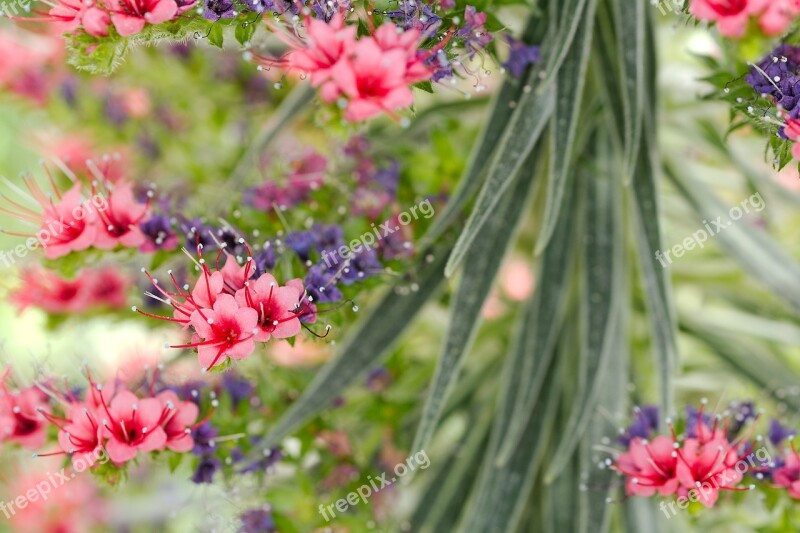 Flower Nature Plant Summer Garden