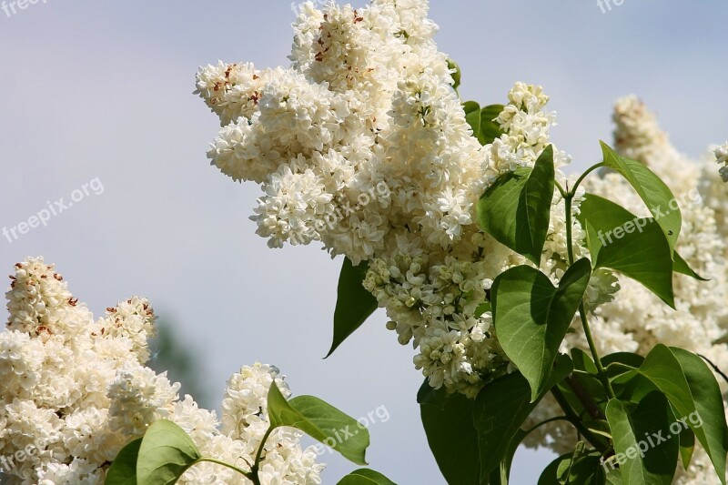 Lilac White White Lilac Flowers Spring