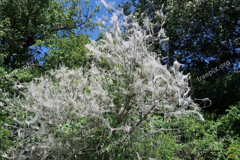 Ermine Cocooned Kahl Eaten Nature Motte