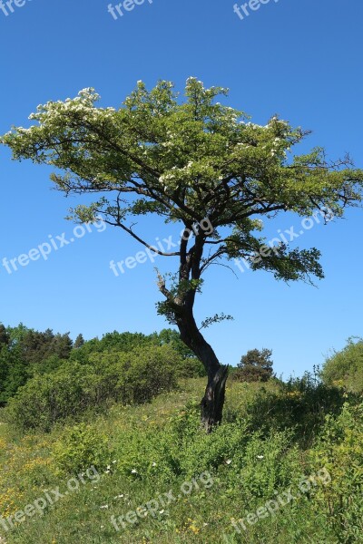 Nature Tree Landscape Plant Wood