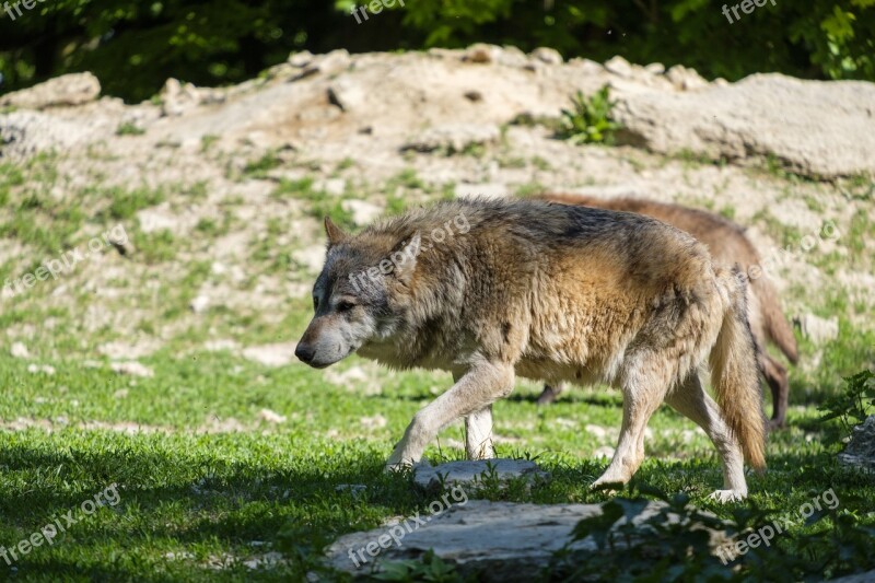 Wolf Predator Dog Pack Animal European Wolf