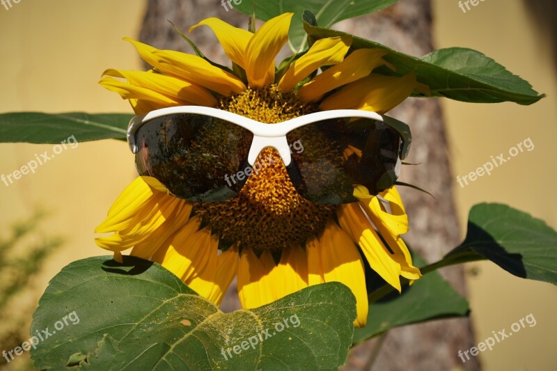 Nature Plant Leaf Plants Flower Outdoors