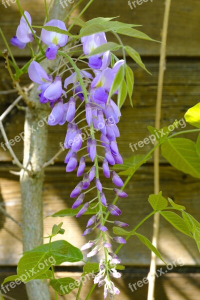 Blue Rain Wisteria Glycine Glycinie Fabaceae