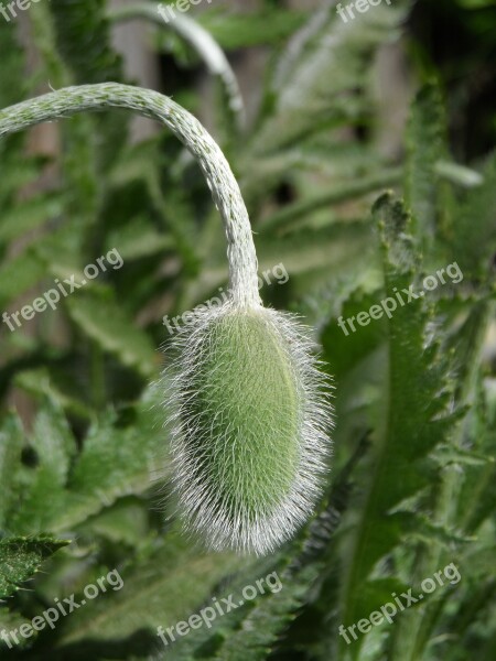 Poppy Bud Green Flower Spring