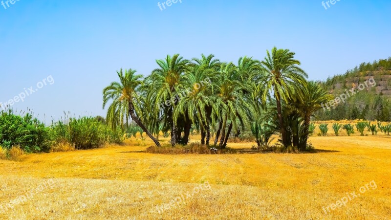 Landscape Nature Trees Palm Sky