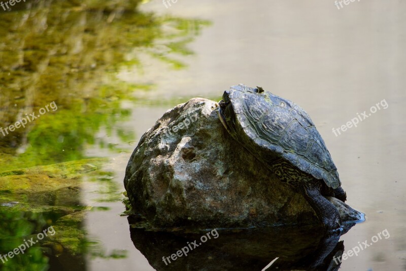 Turtle Pond Lake Water Animal